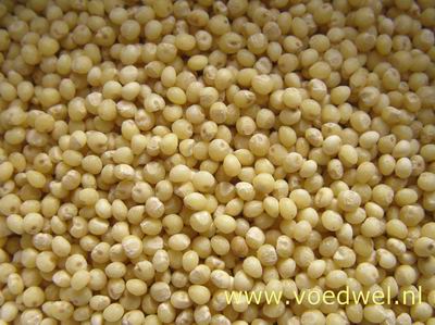 Voedwel, natuurlijk voedingsadvies, gierst